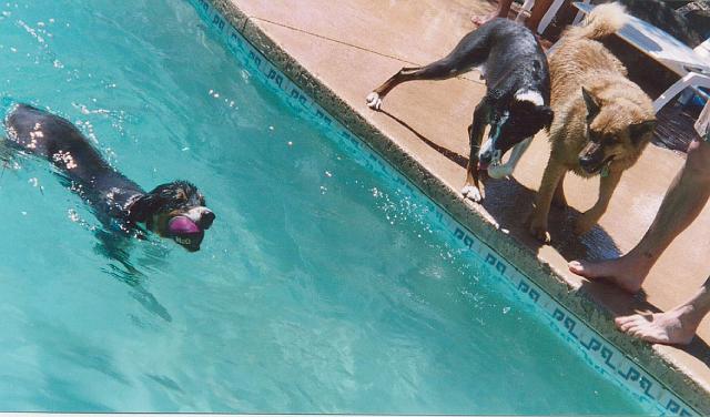dogs in pool.JPG